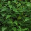 topinambur-tee-bio-topinambur-blatttee-aus-handverlesenen-schonend-getrockneten-blaettern